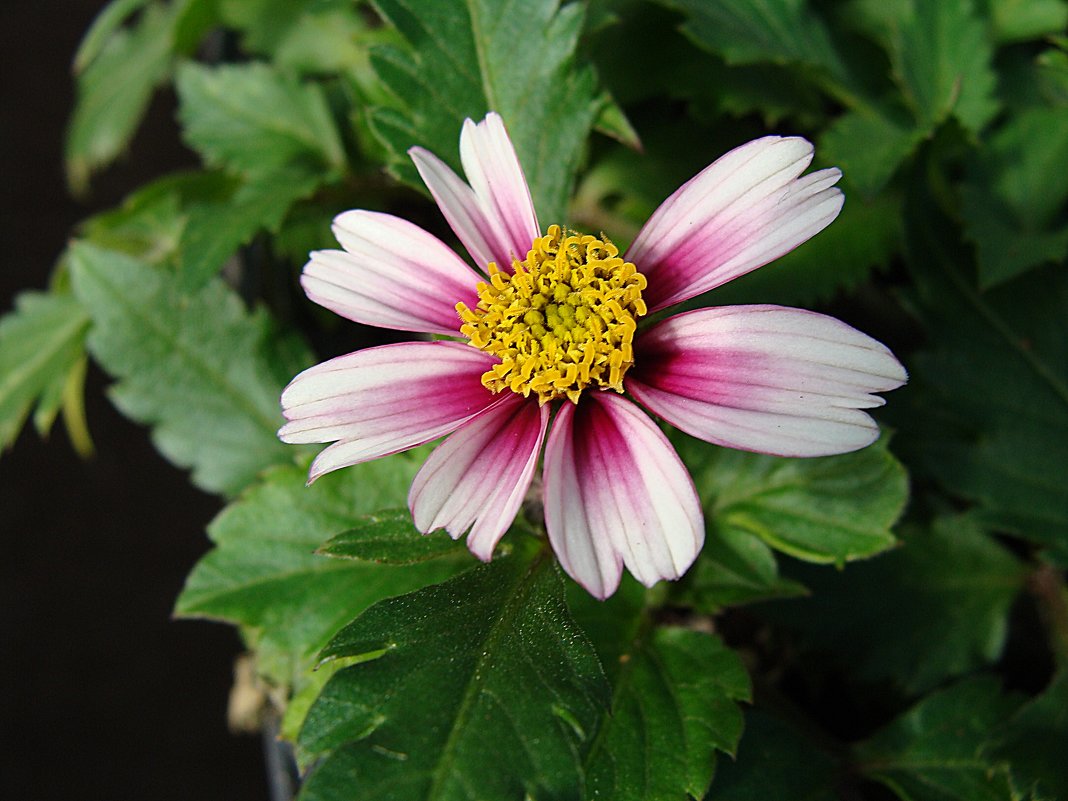 Bidens ferulifolia Pink Printsess / Череда ферулолистная - laana laadas