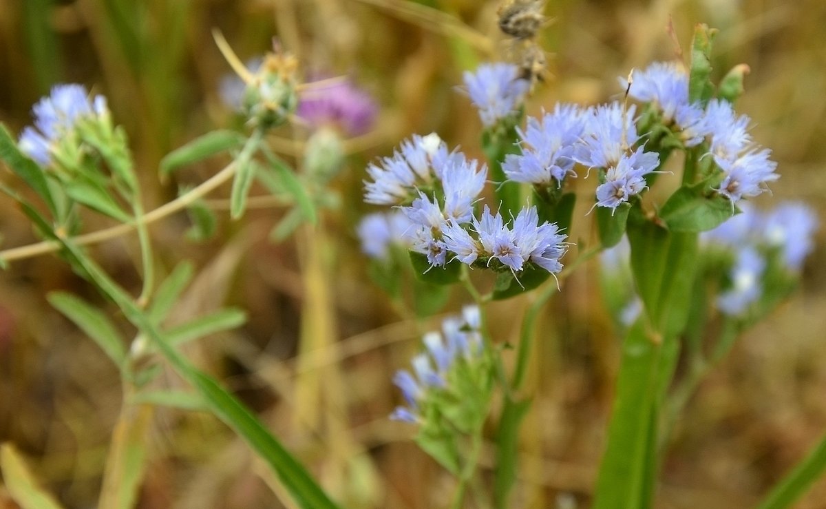 11.04.15  Limonium lobatum – Кермек лопастный. Семейство Свинчатковые - Борис Ржевский