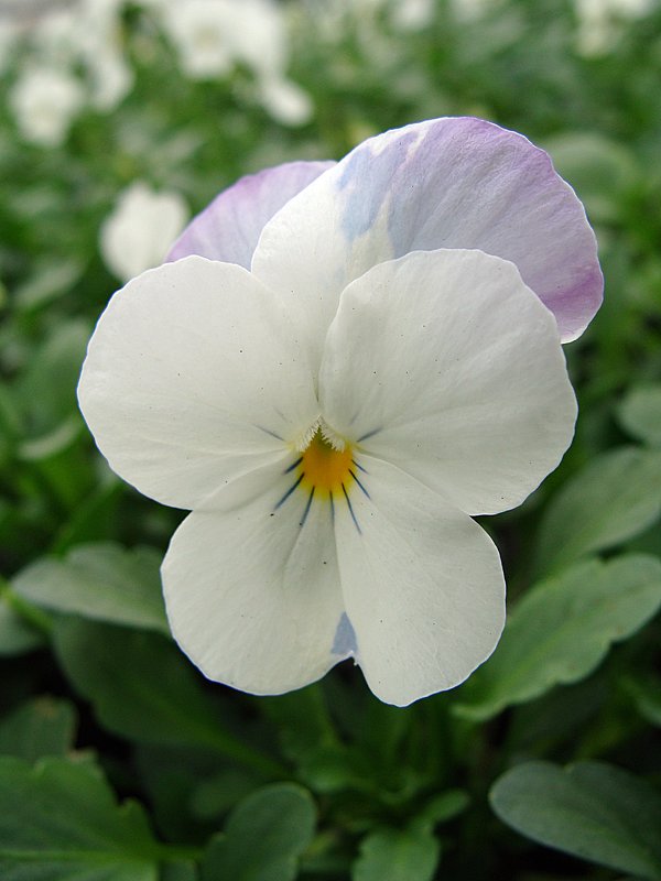 Viola x cornuta Twix Snow - laana laadas