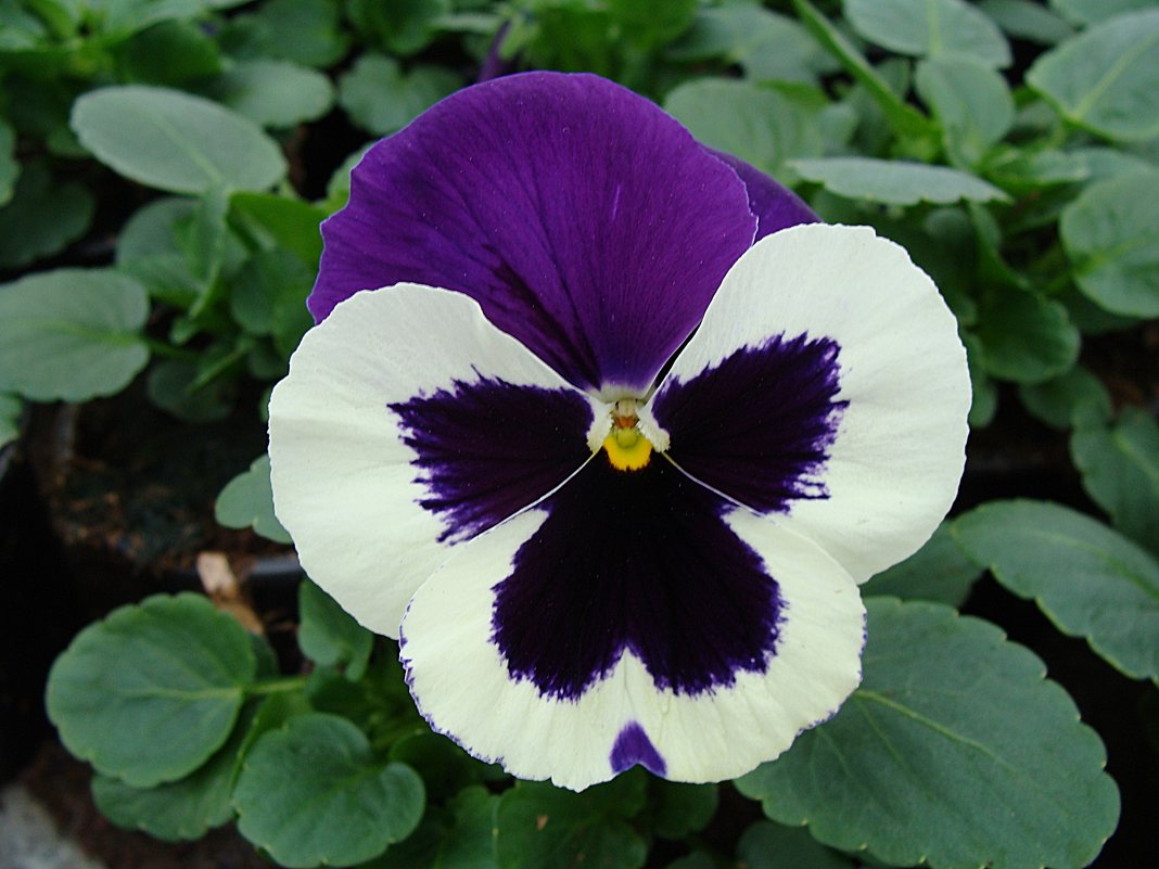 Viola x wittrockiana "Select Beaconsfield " - laana laadas