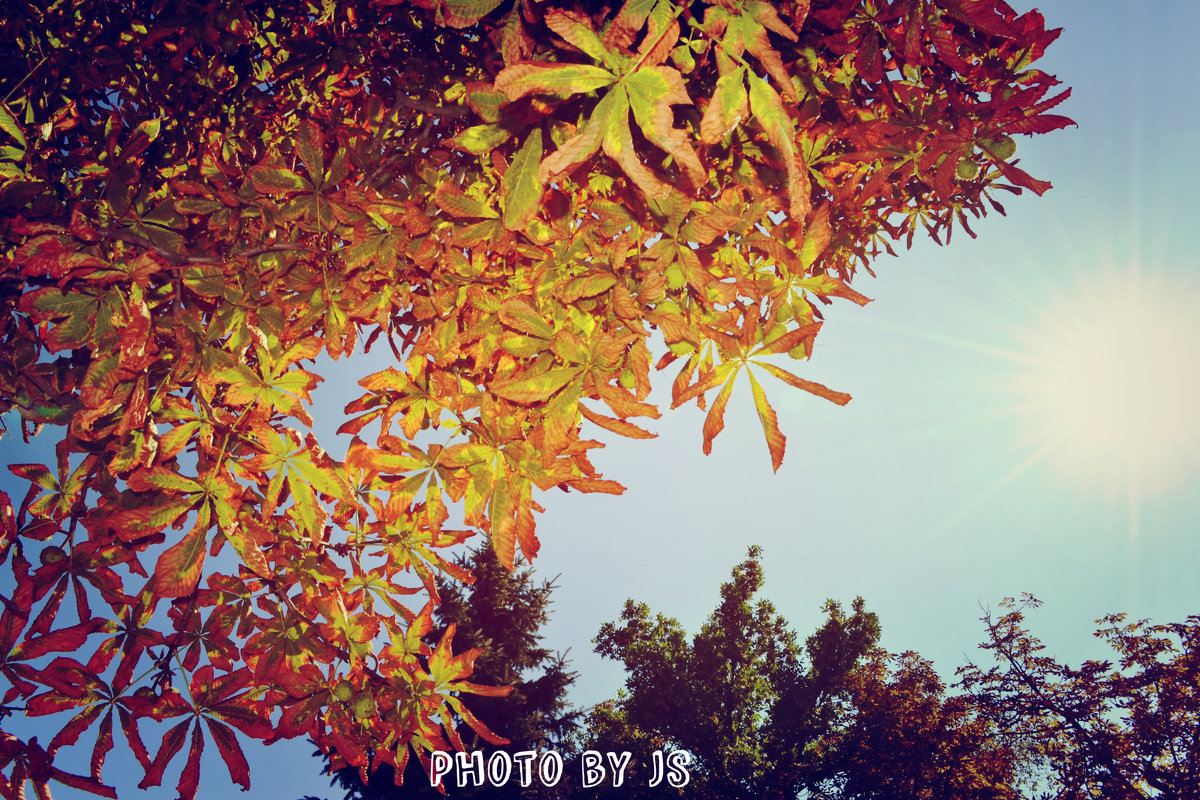 Осень - JS PhotoCompany