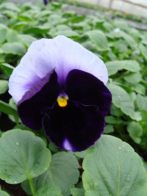 Viola x wittrockiana Selecta Beaconsfield - laana laadas