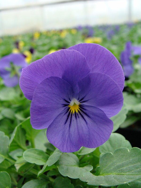 Viola x cornuta Rocky Blue For You - laana laadas