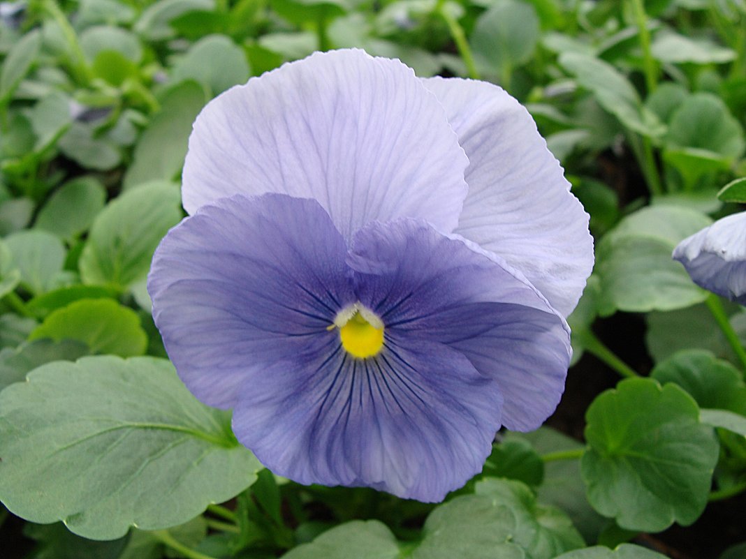 Viola x wittrockiana " Delta Pure Light Blue   " - laana laadas