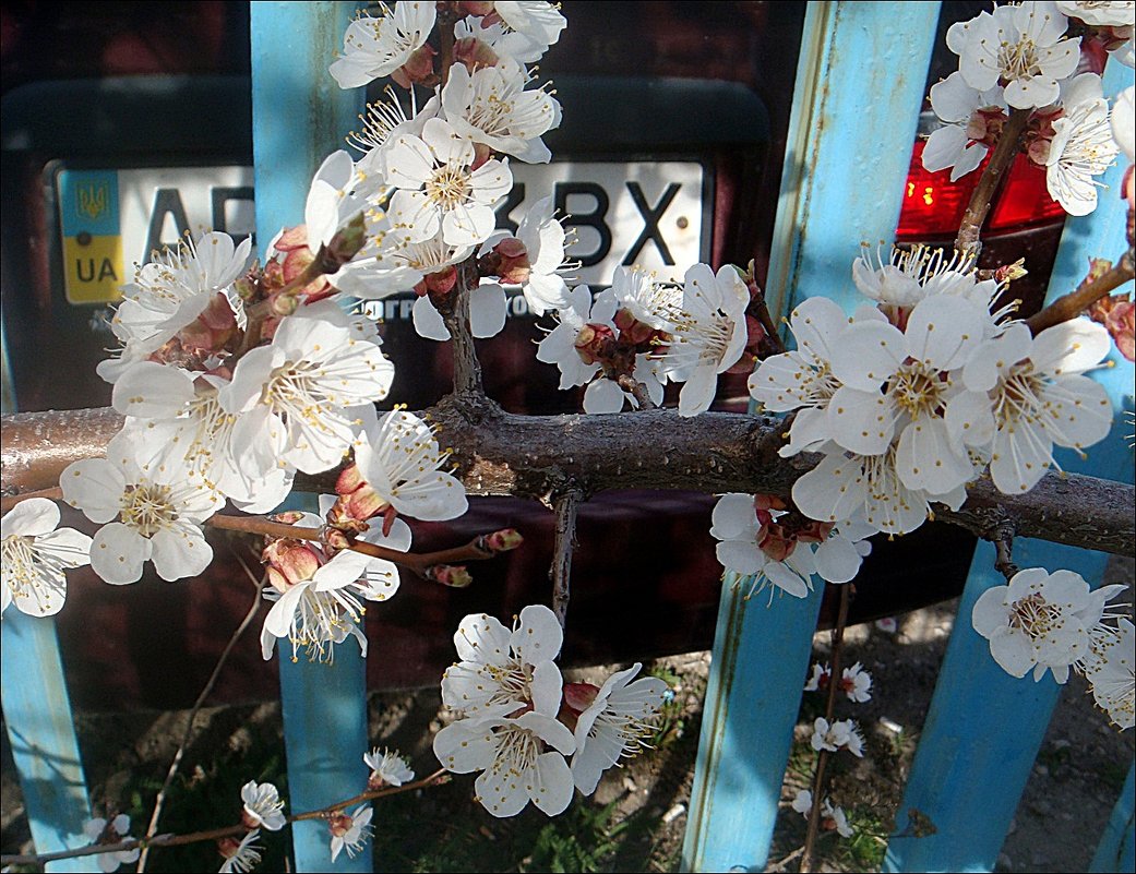 Природа в городе - Нина Корешкова