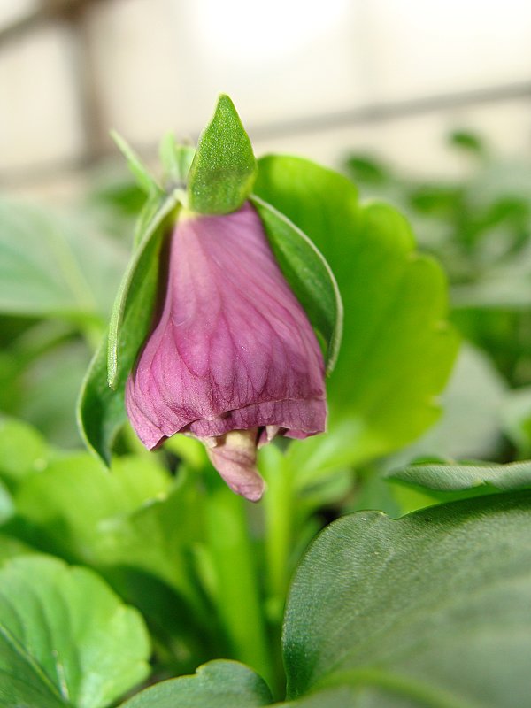 Viola x wittrockiana Delta Persian Surprise - laana laadas