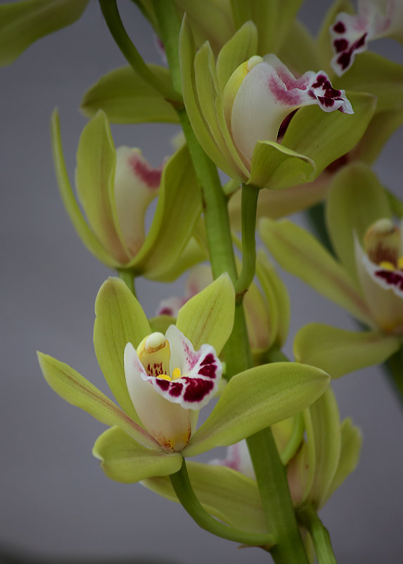 Орхидея цимбидиум - Ирина Приходько