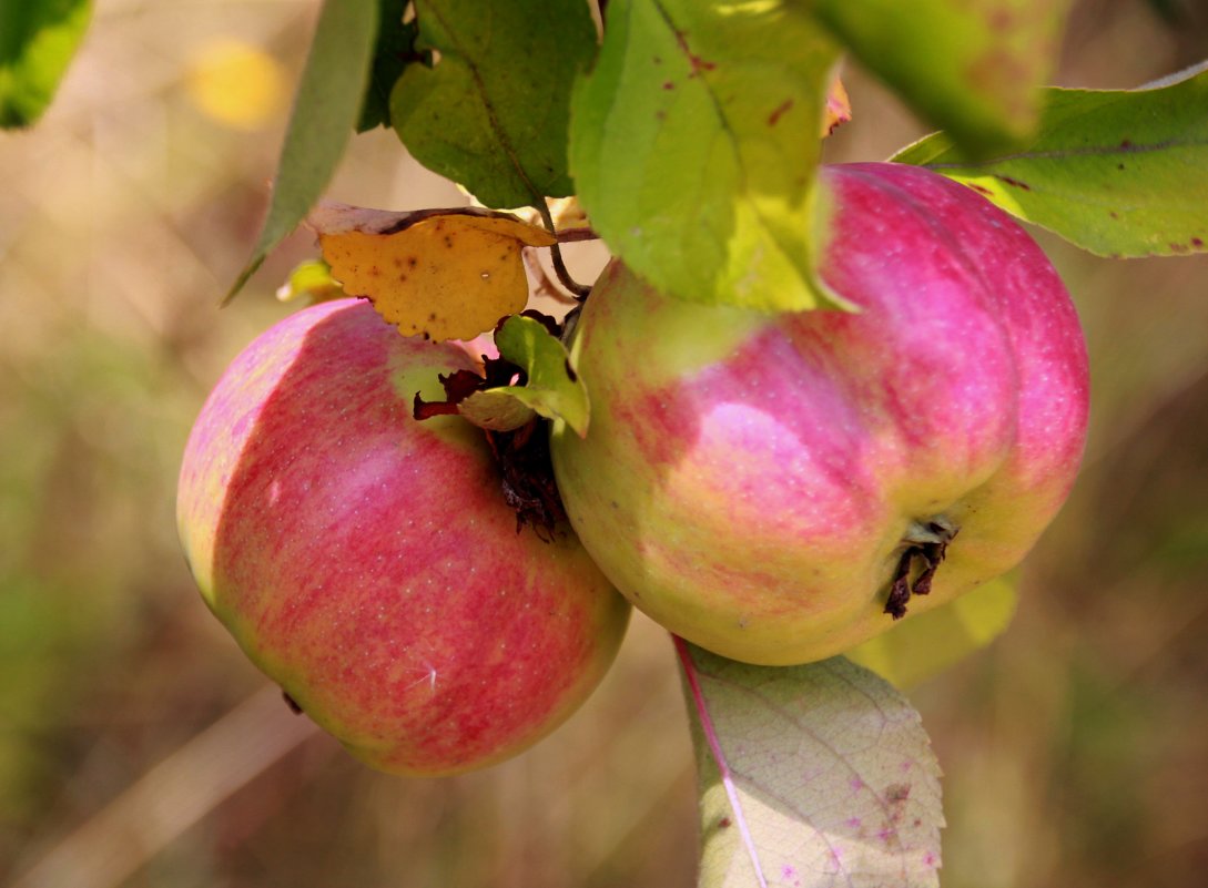 яблочки - leoligra 