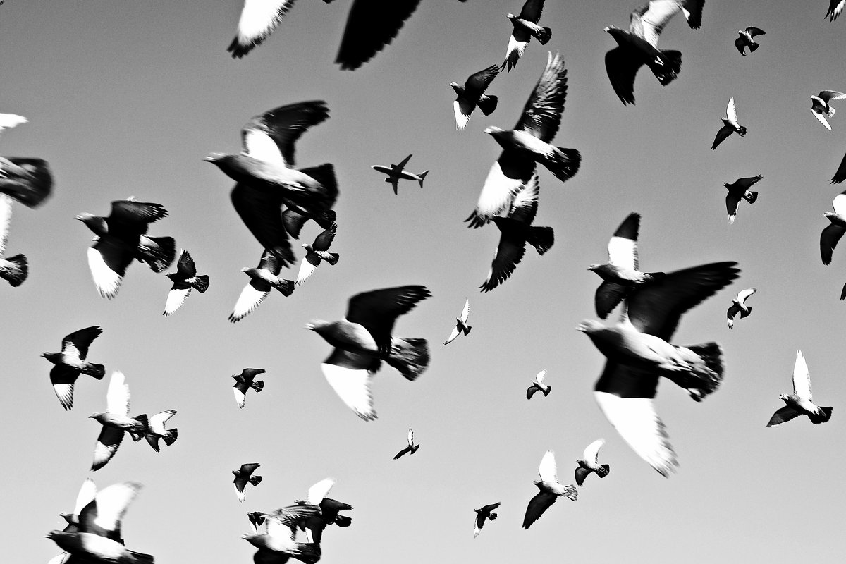летят перелетные птицы - Владимир Гулевич