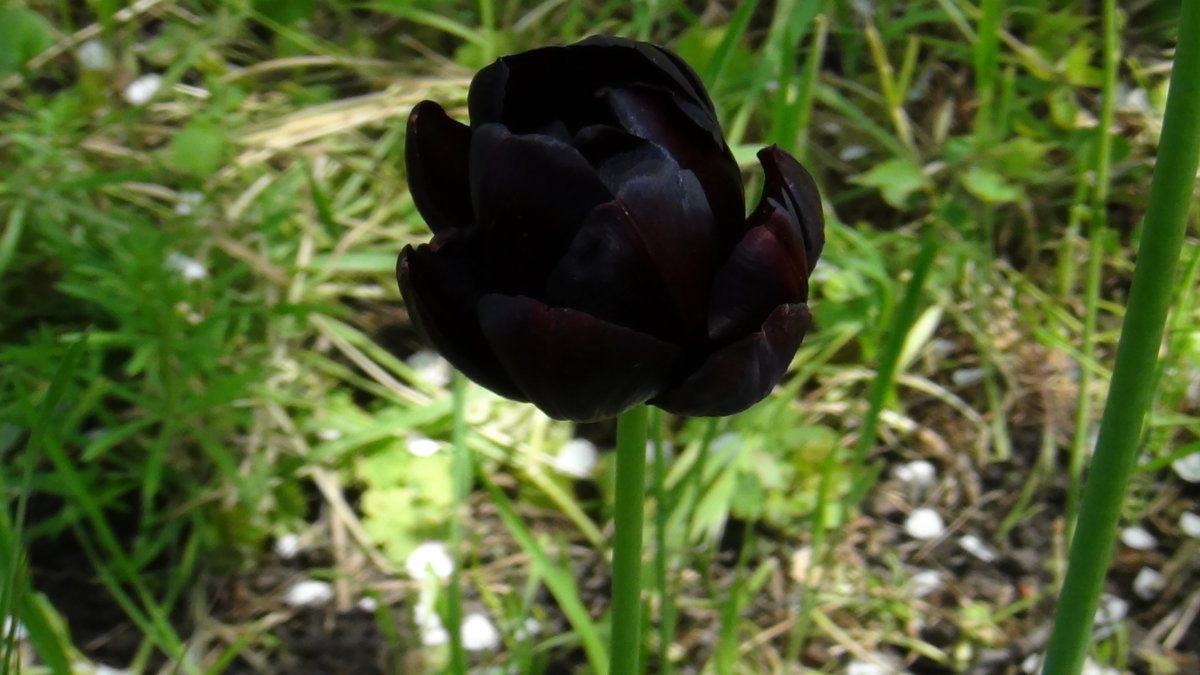 Чёрный тюльпан - magvremeni 