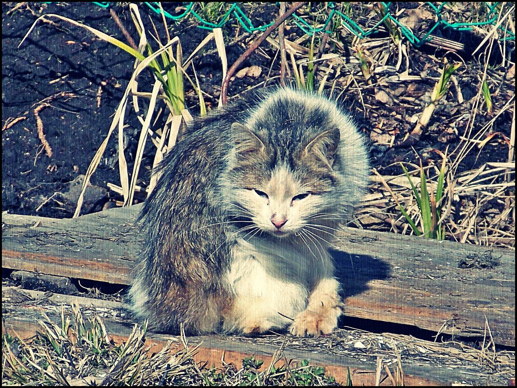Ничья кошка - Фотогруппа Весна