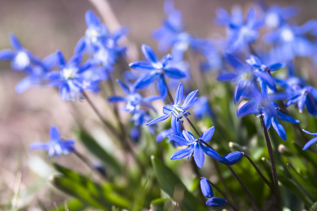 Синие цветы первые - Yana Kern