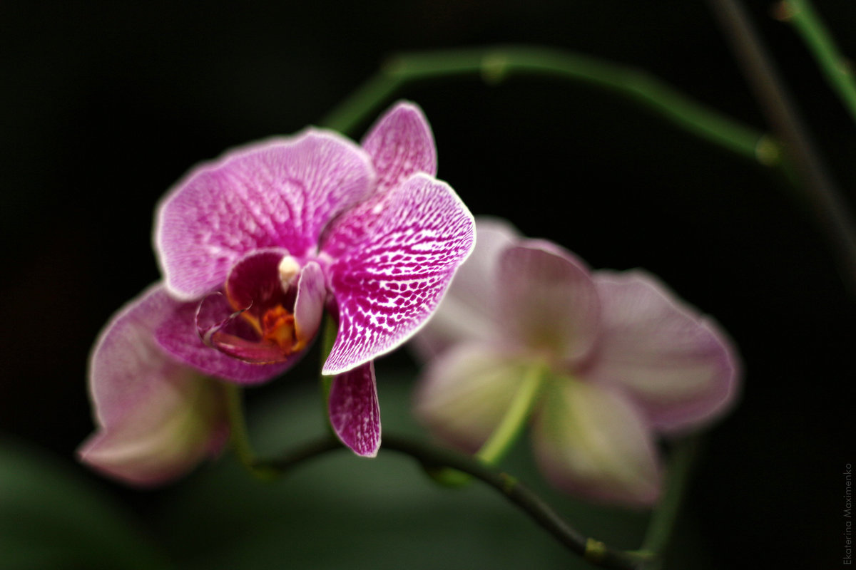 Орхидеи - Ekaterina Maximenko