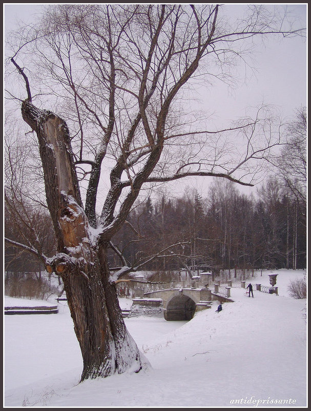 Зимний Павловск - vadim 