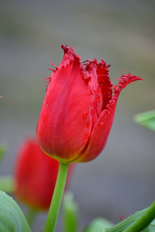 тюльпаны 1 - Igor Osh