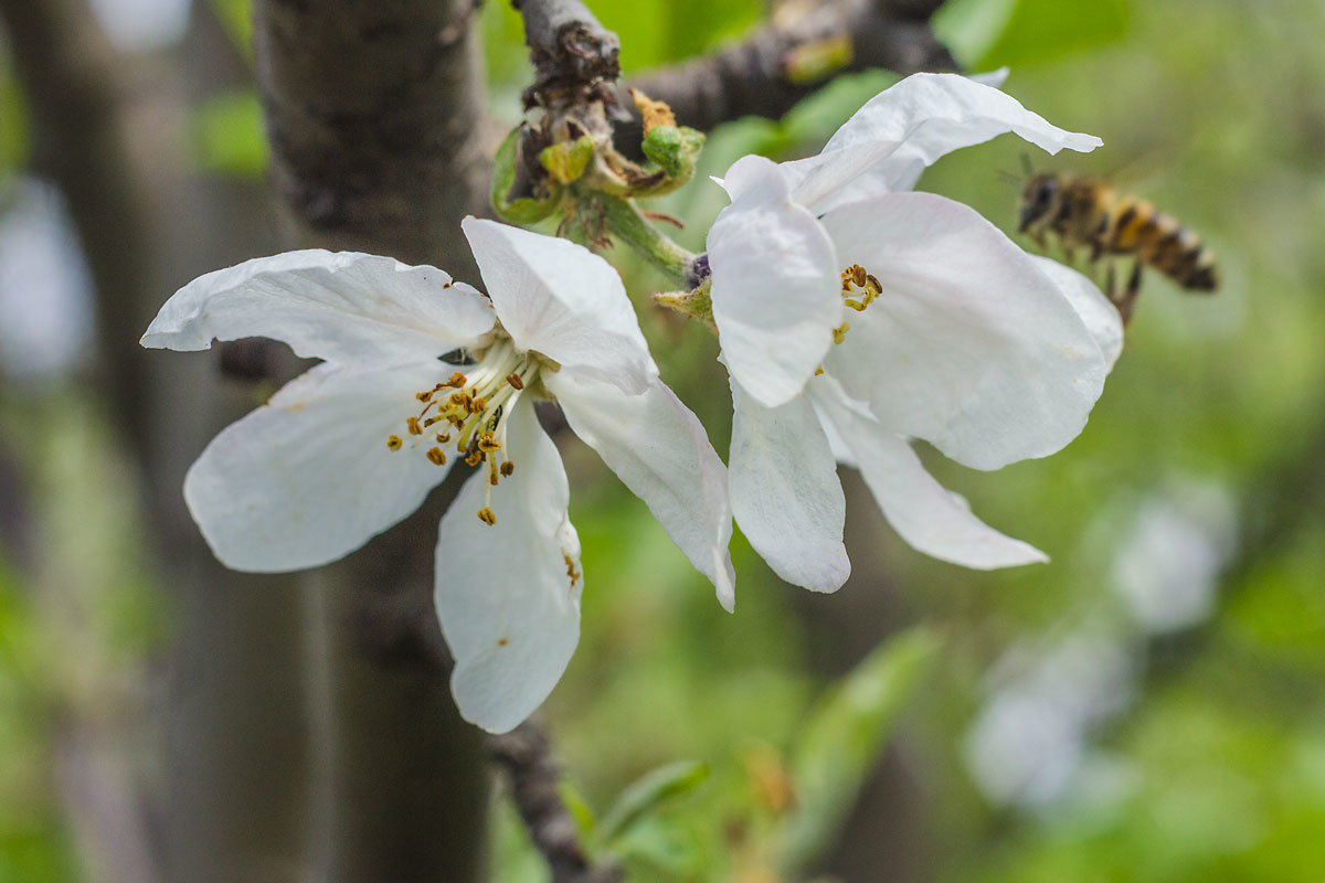 Весна. Яблони цветиту - Oleg Sharafutdinov