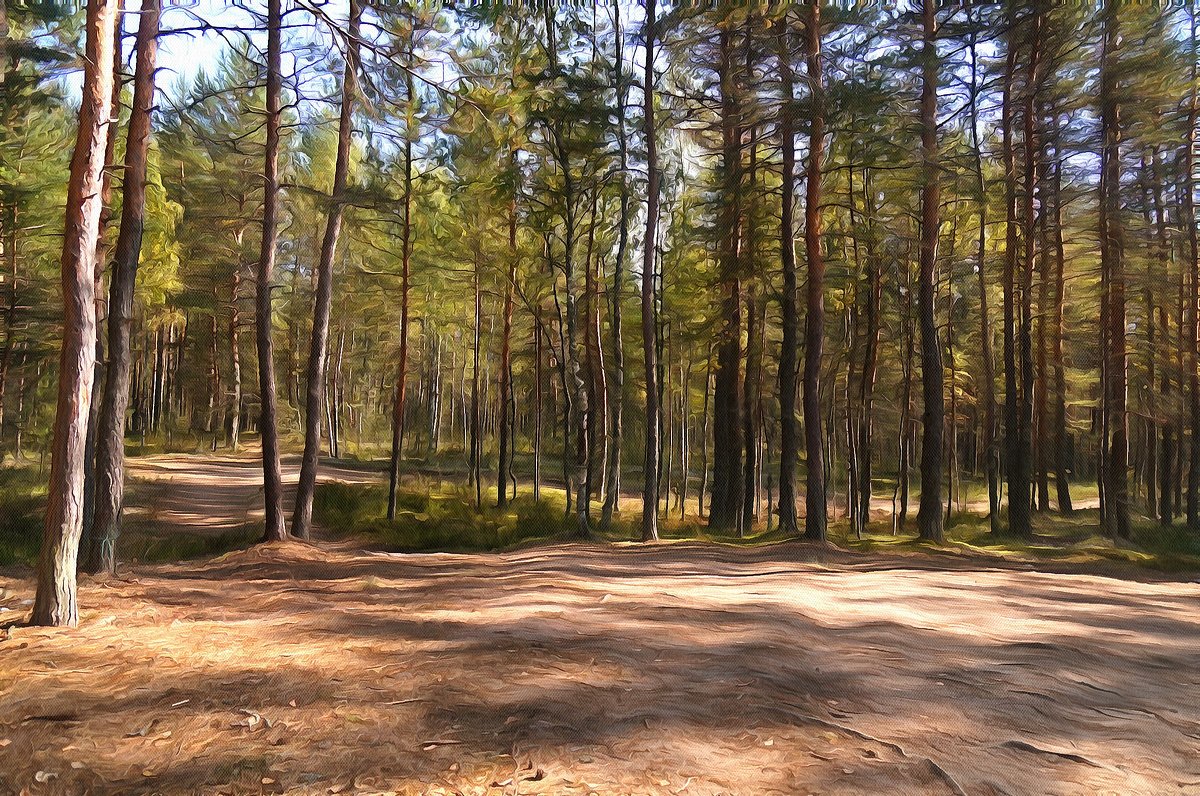 в лесу - Ольга Cоломатина