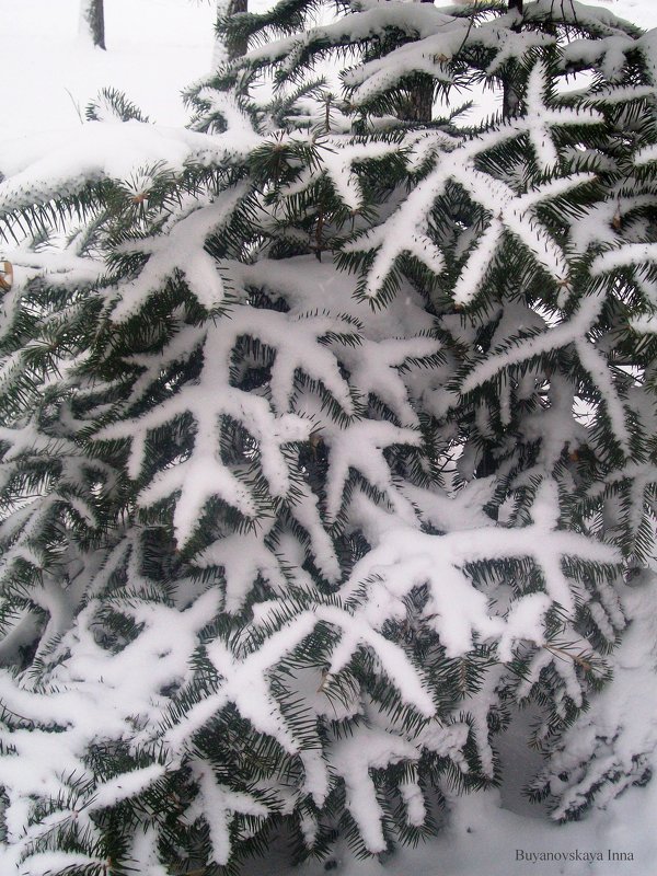 Зима - Инна Буян