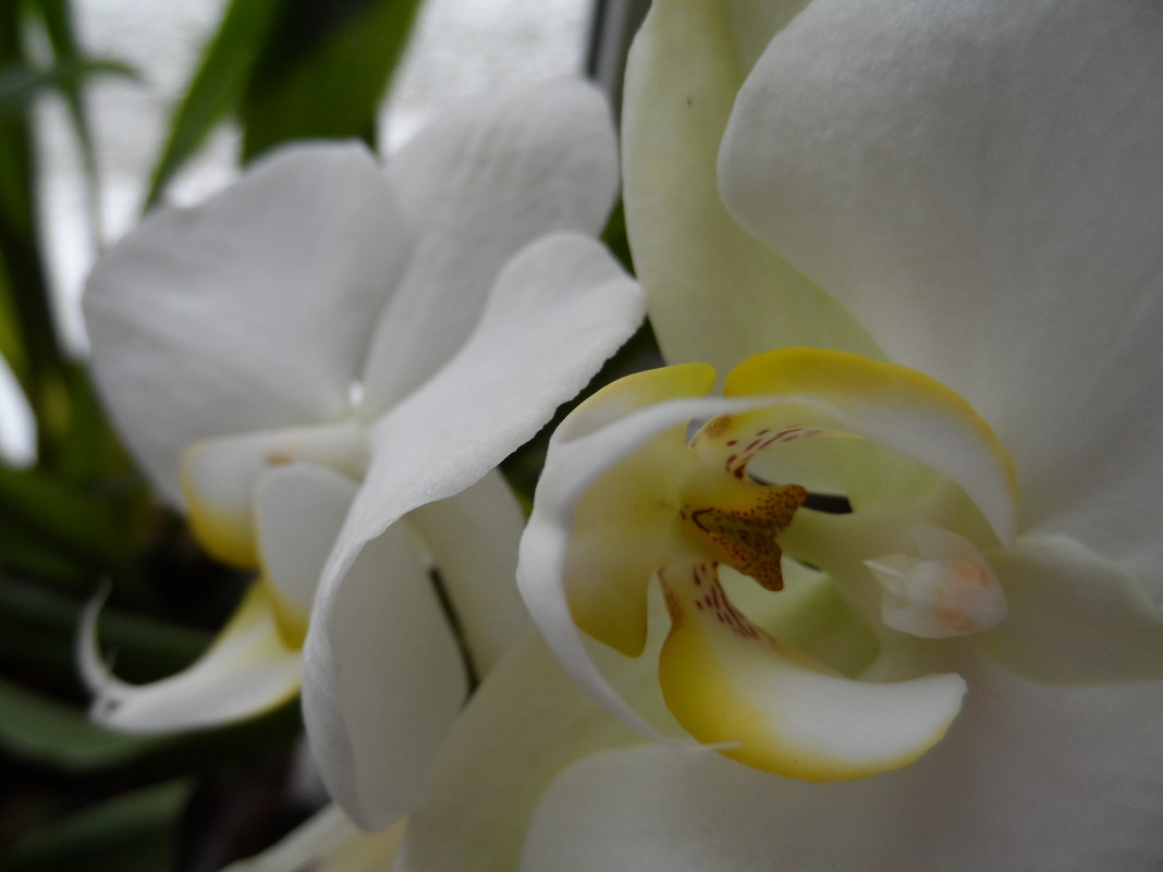 орхидея - Наталия Шляхтова