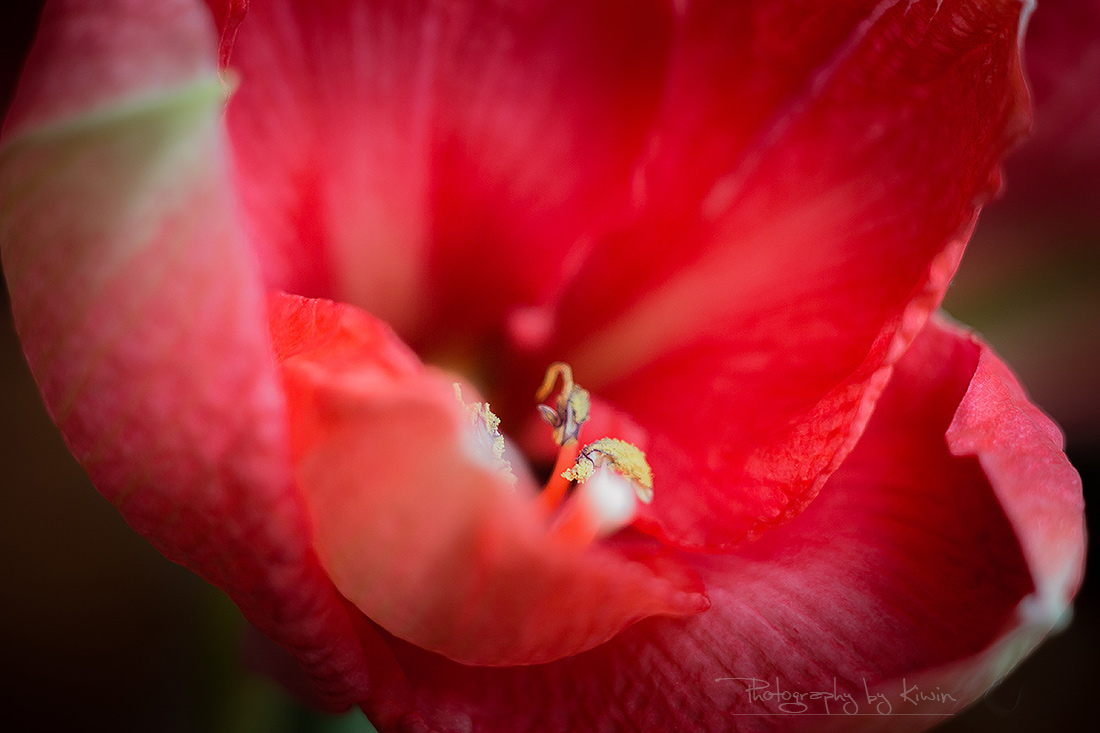 Hippeastrum - Kiwin Kiwi