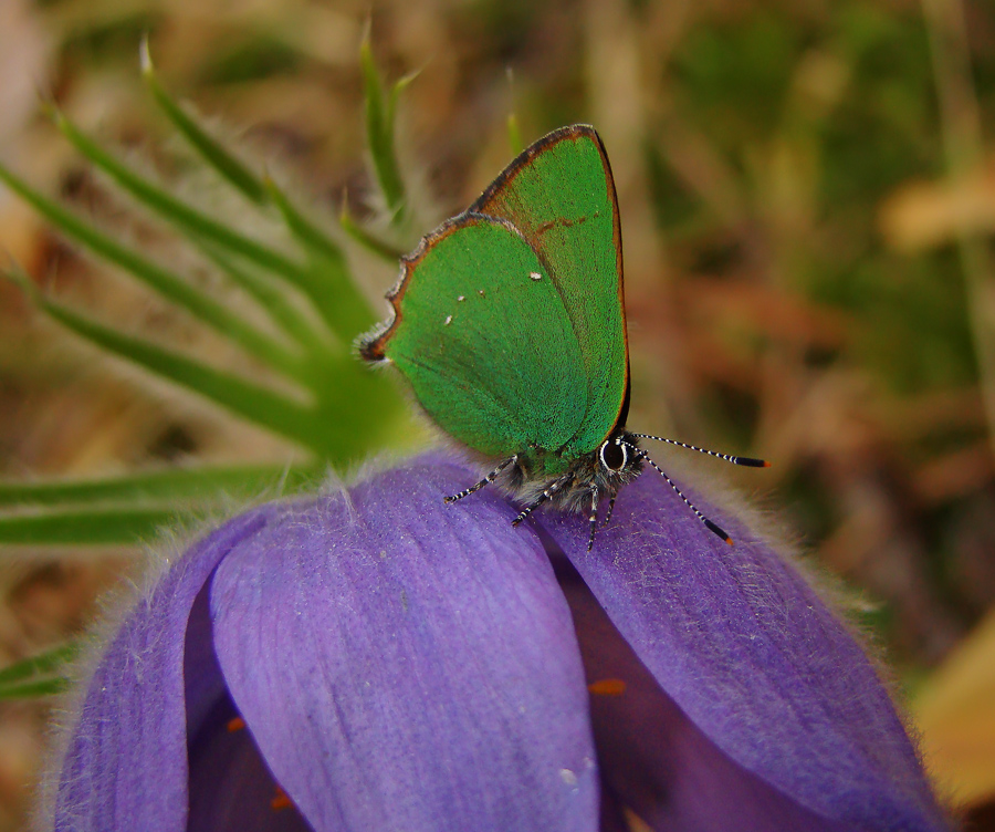 Крошечная бабочка на цветке Сон-трава - Альберт Беляев