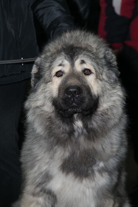 12.02.2012 Выставка собак - Андрей Юзеев