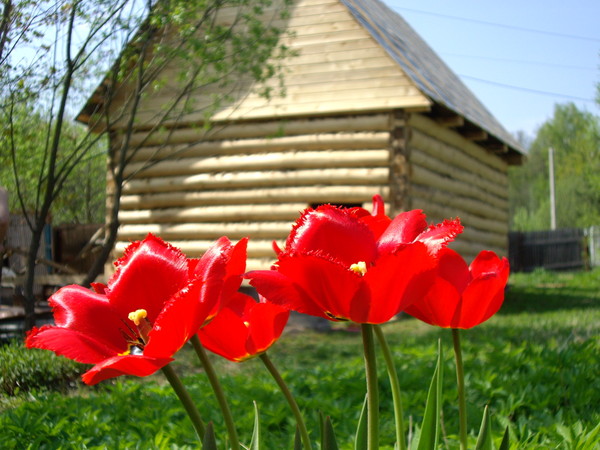 Весна... - Евгеша Сафронова