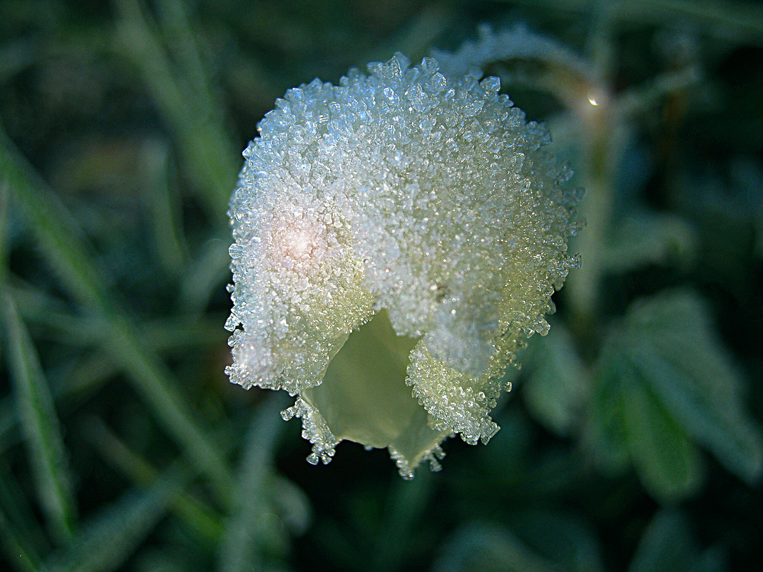 Цветок для Снежной Королевы - ольга хадыкина