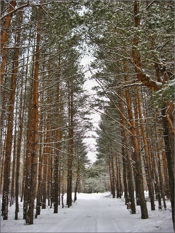 Зимний лес - Лена L.