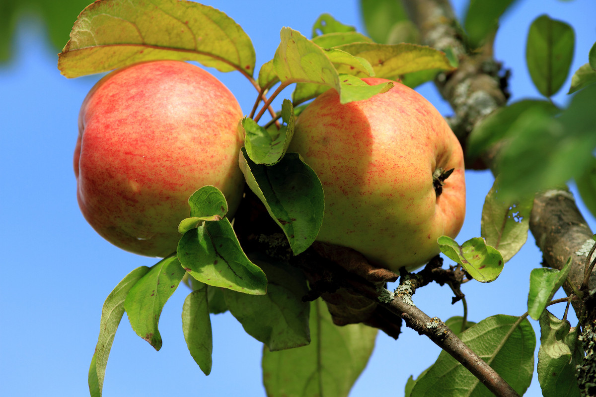 Поспели яблочки в саду - Олег Волков
