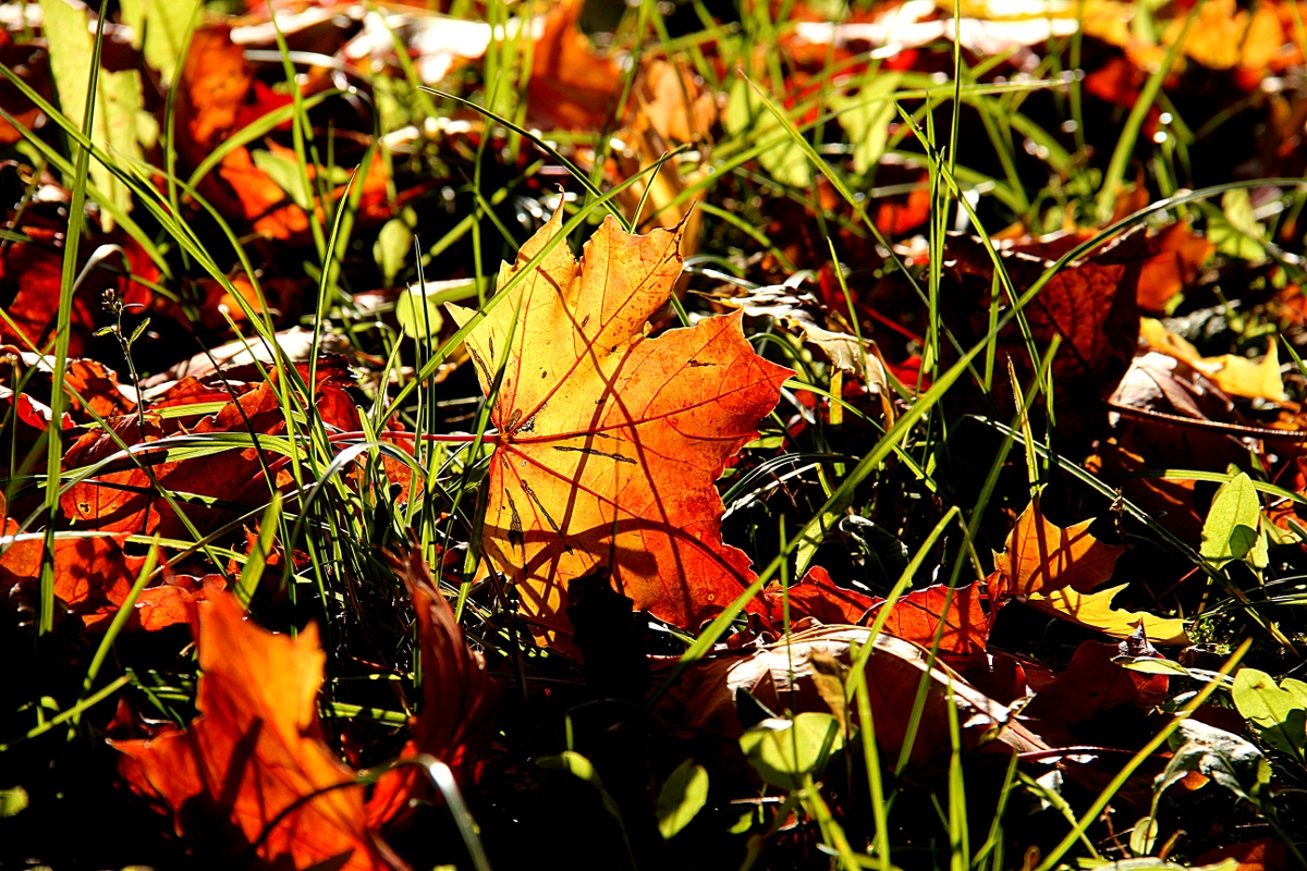 Осенний лист упал в траву. - Татьяна Беляева