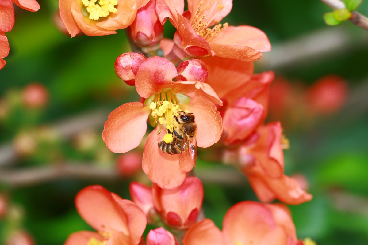 Пчела и цветок - Андрей Белецкий