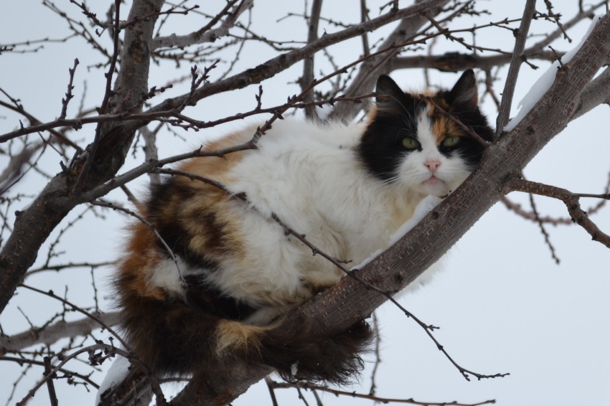 Кошка на дереве - Анастасия Якаева
