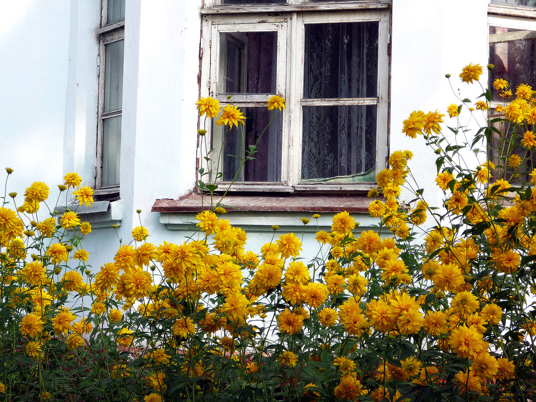 Цветы под окном - Александр Мурзаев