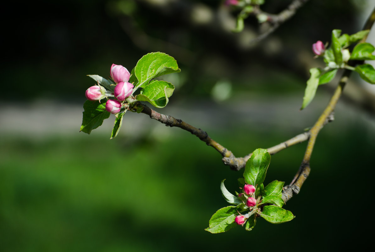 Яблоня в цвету - Ксения Троеглазова