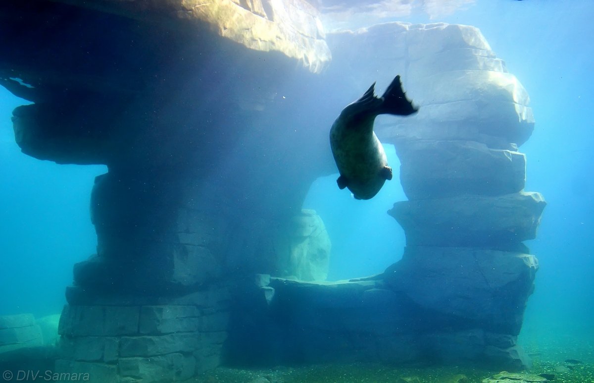 Подводный мир гамбургского зоопарка - Денис Кораблёв