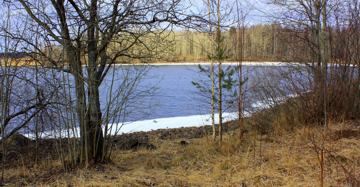 ВЕСЕННИЙ ЛЕС - Николай Гренков