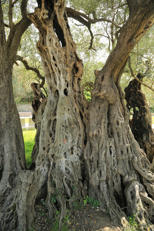 Дерево, которому больше тысячи лет - Gennadiy Karasev