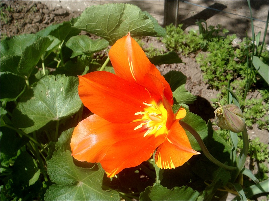 Тюльпан оранжевого цвета - Нина Корешкова