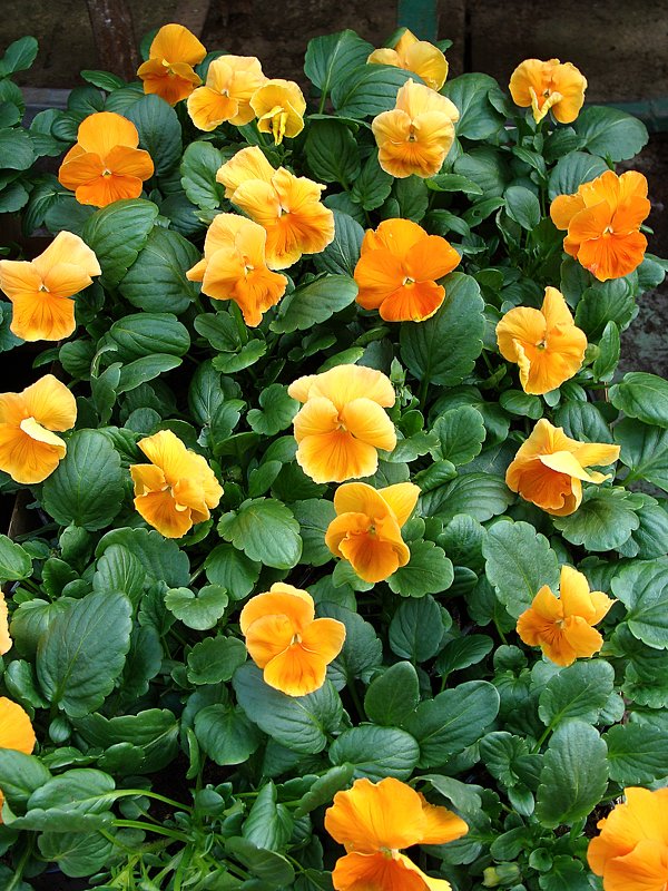 Viola x wittrockiana Matrix Orange - laana laadas