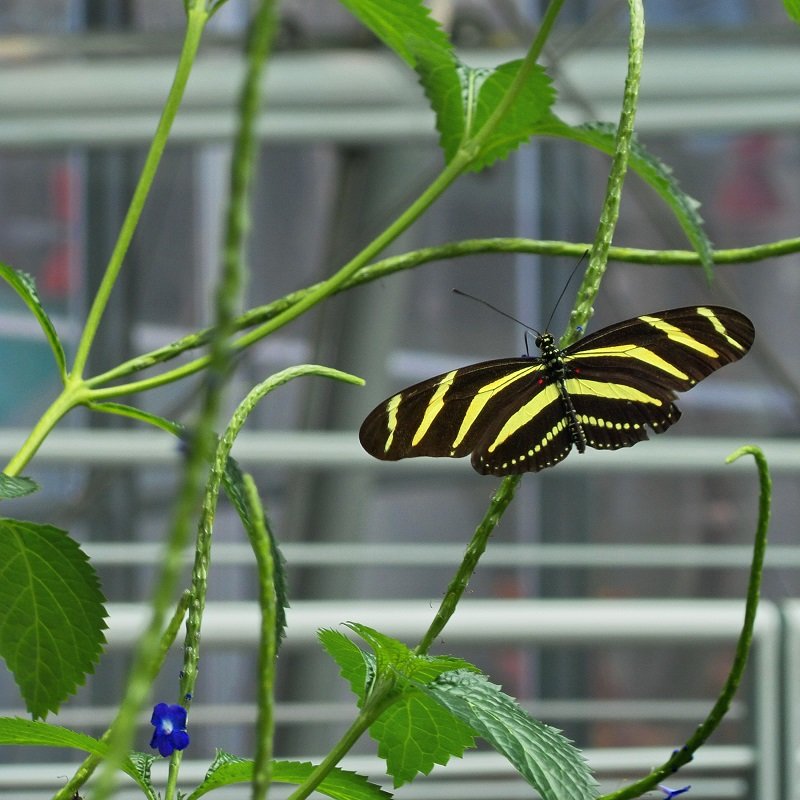 Бабочка в тропическом саду - Елена Левковская