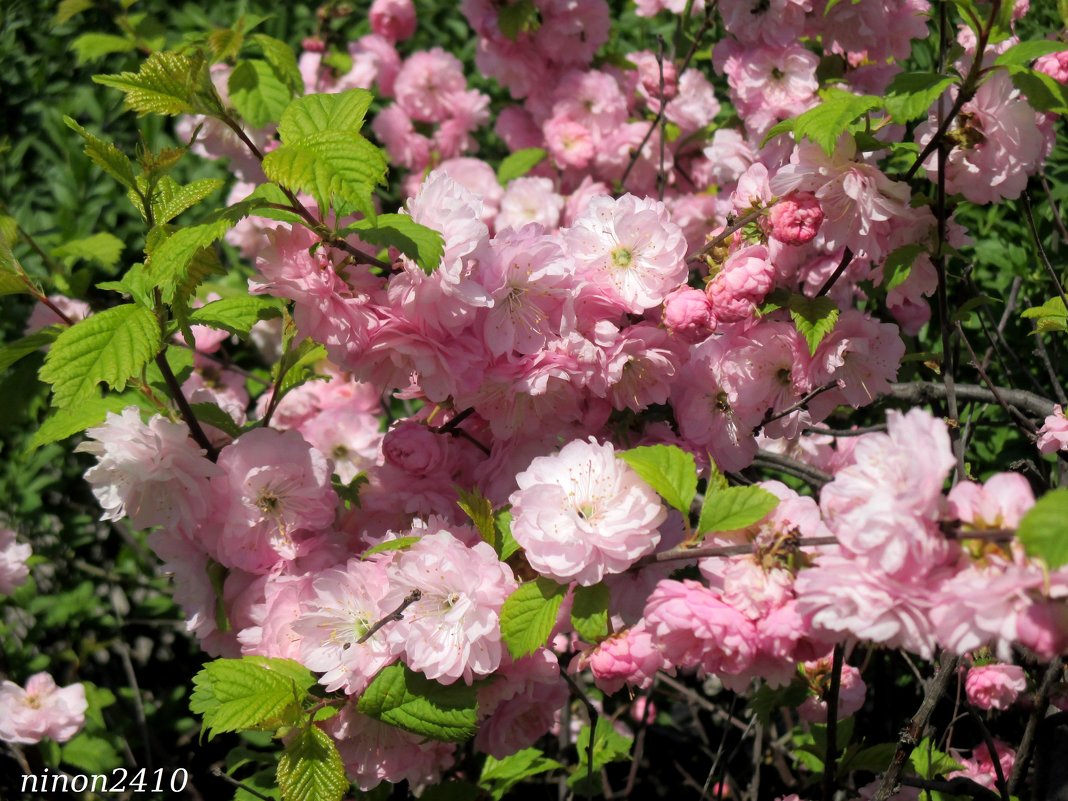 Розовый апрель - Нина Бутко
