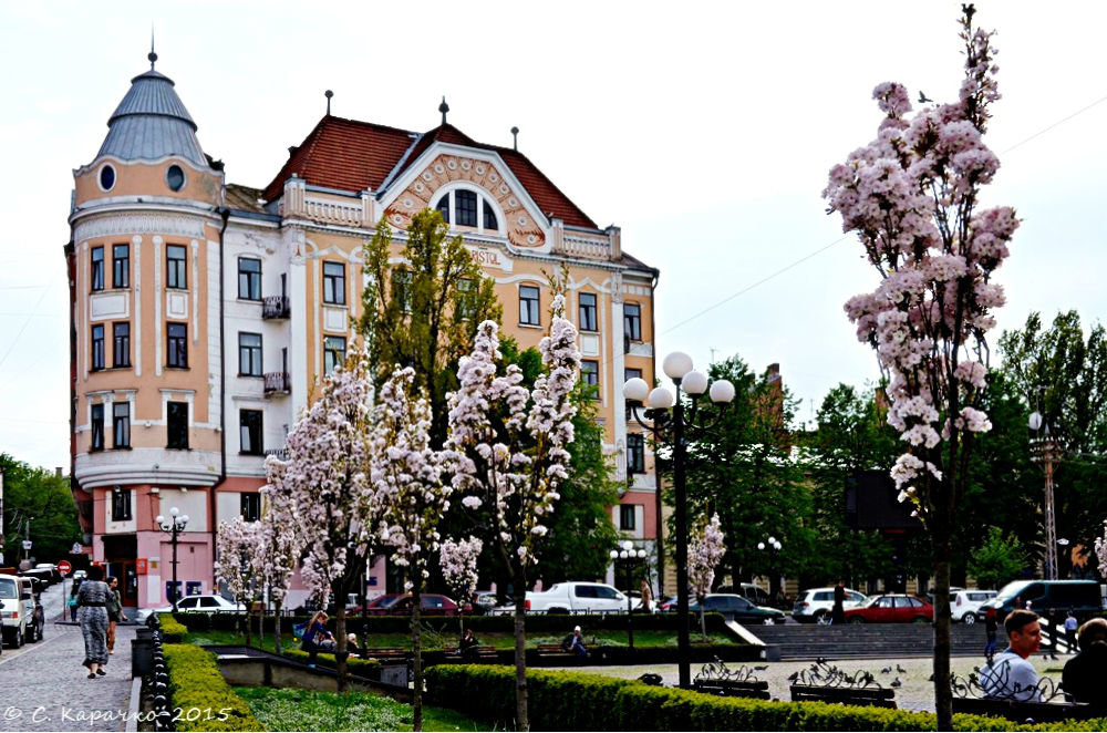 Чернівці зацвіла біла Сакура - Степан Карачко