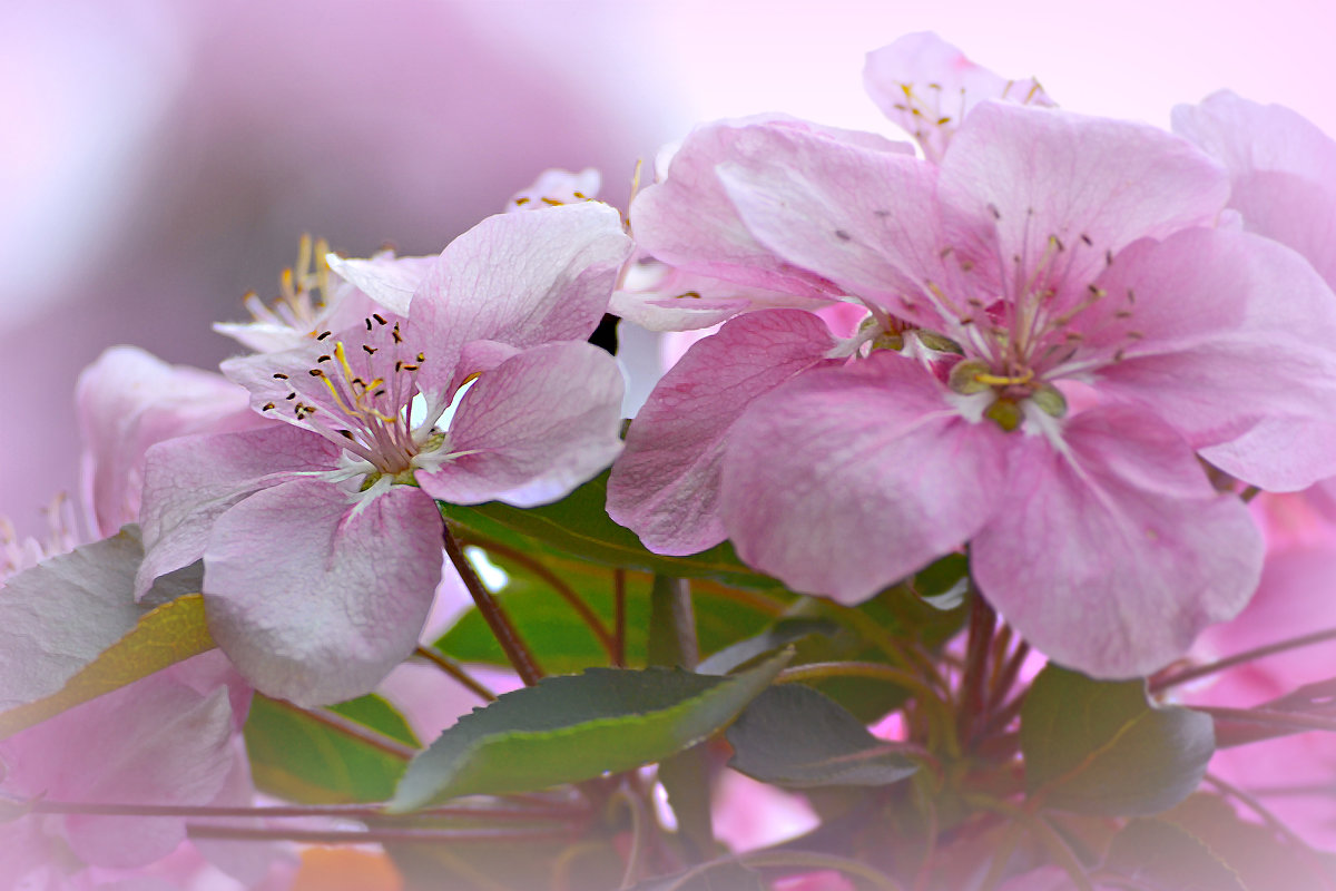 Розовая весна - Nina Streapan