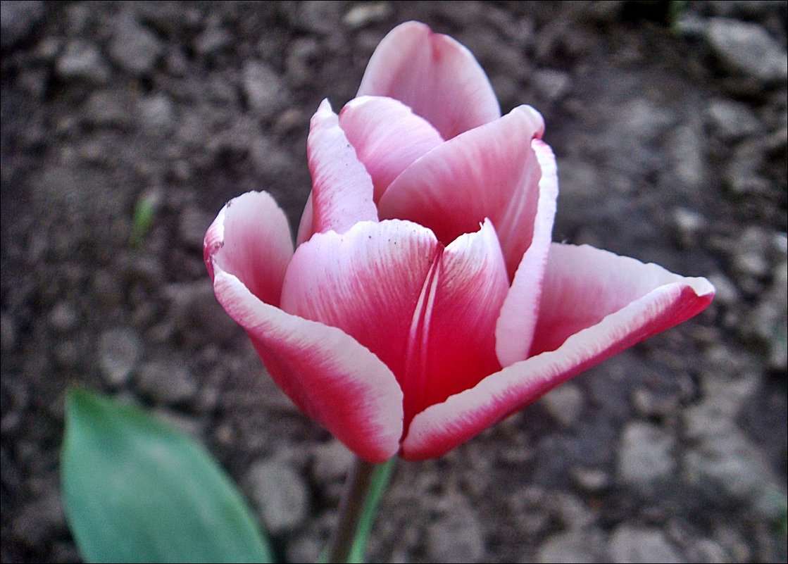 Тюльпан, похожий на лотос - Нина Корешкова