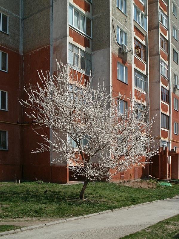 Дерево у дома - Сергей Тарабара