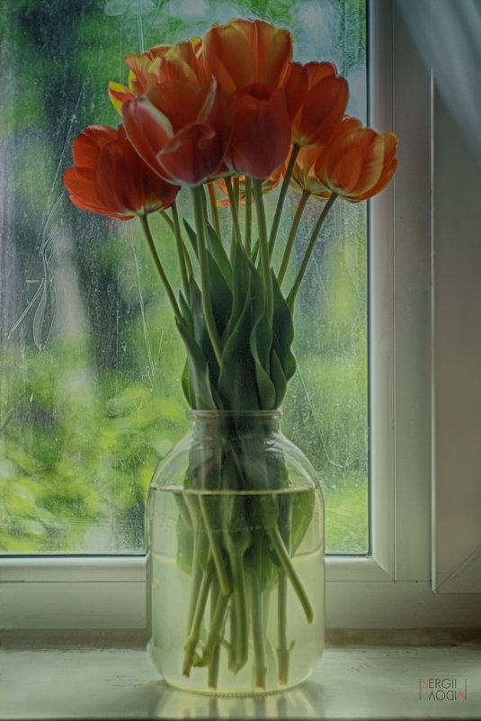 Тюльпаны - Sergii VIdov