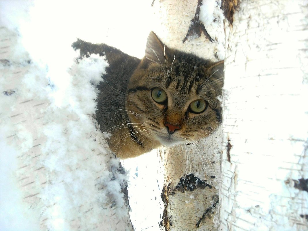 Соседский Барсик. - Кристина Девяткина