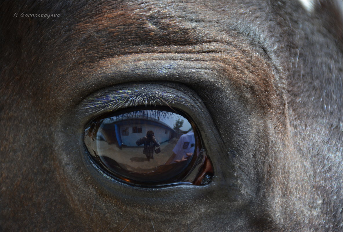 Глаз лошади. - Anna Gornostayeva