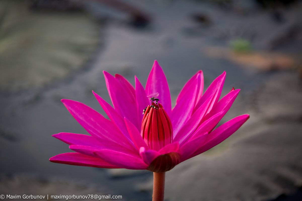 цветок, Камбоджа, 2015 - Максим Горбунов